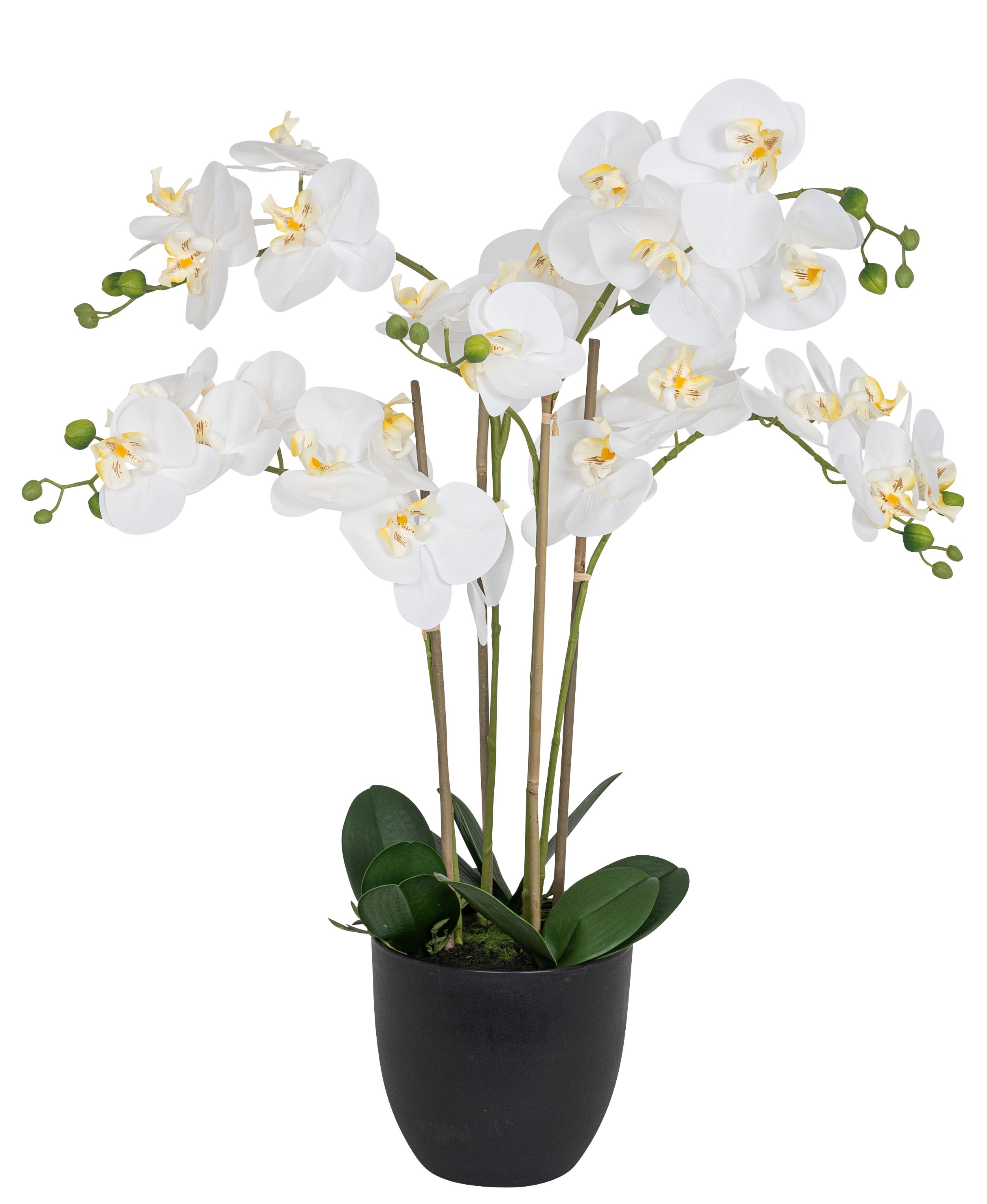 Phalaenopsis 4-fach im Topf 71cm Blütenkopf Ø ca. 8/11cm Topf: Höhe ca. 16,5cm Ø oben ca. 18,0cm Ø unten ca. 10,5cm Farbe: weiß-gelb