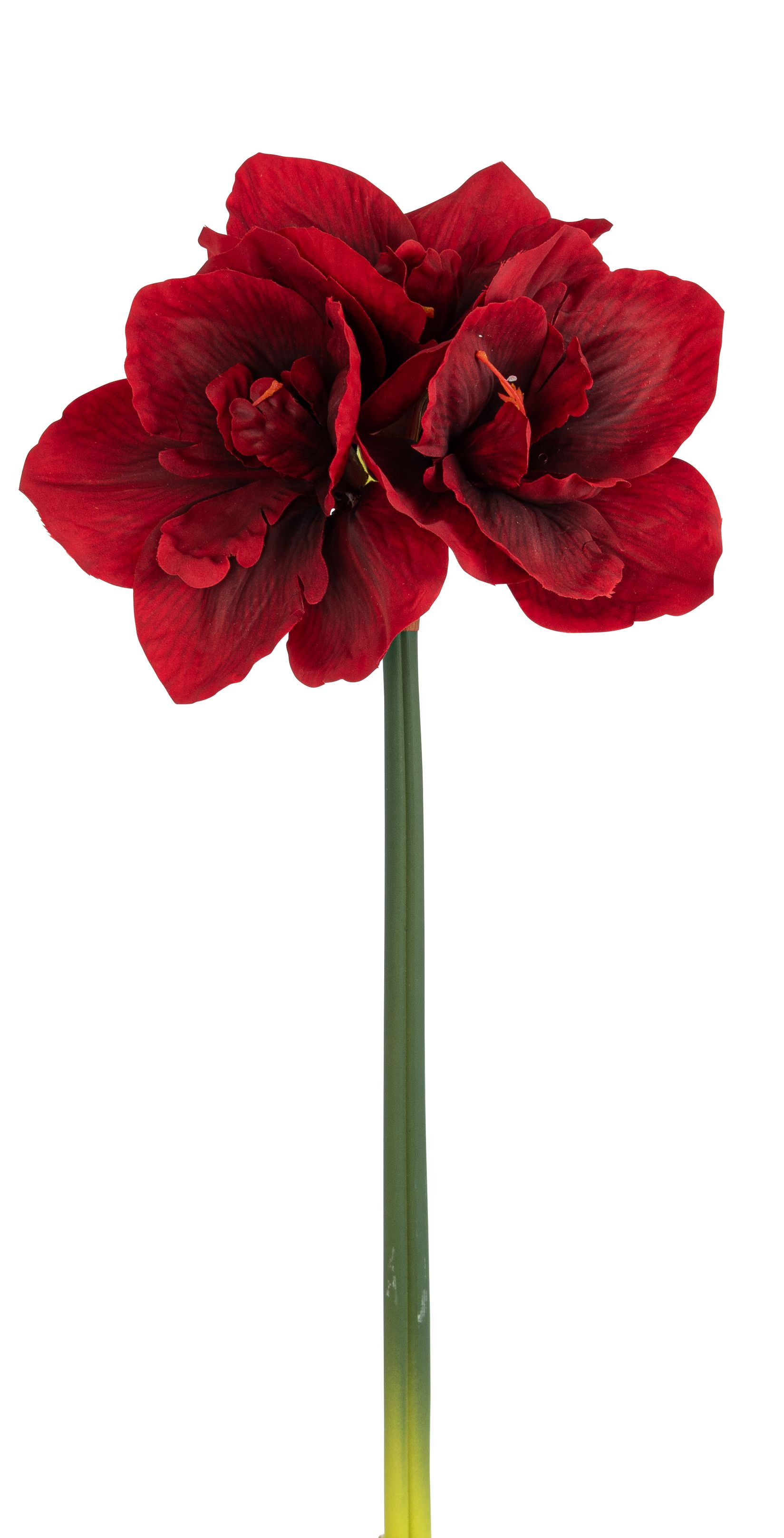 Amaryllis x 3 61cm Blütenkopf Ø ca. 16cm Farbe: rot
