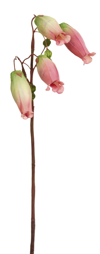 Glockenkalanchoe x 7 52cm Farbe: rosé