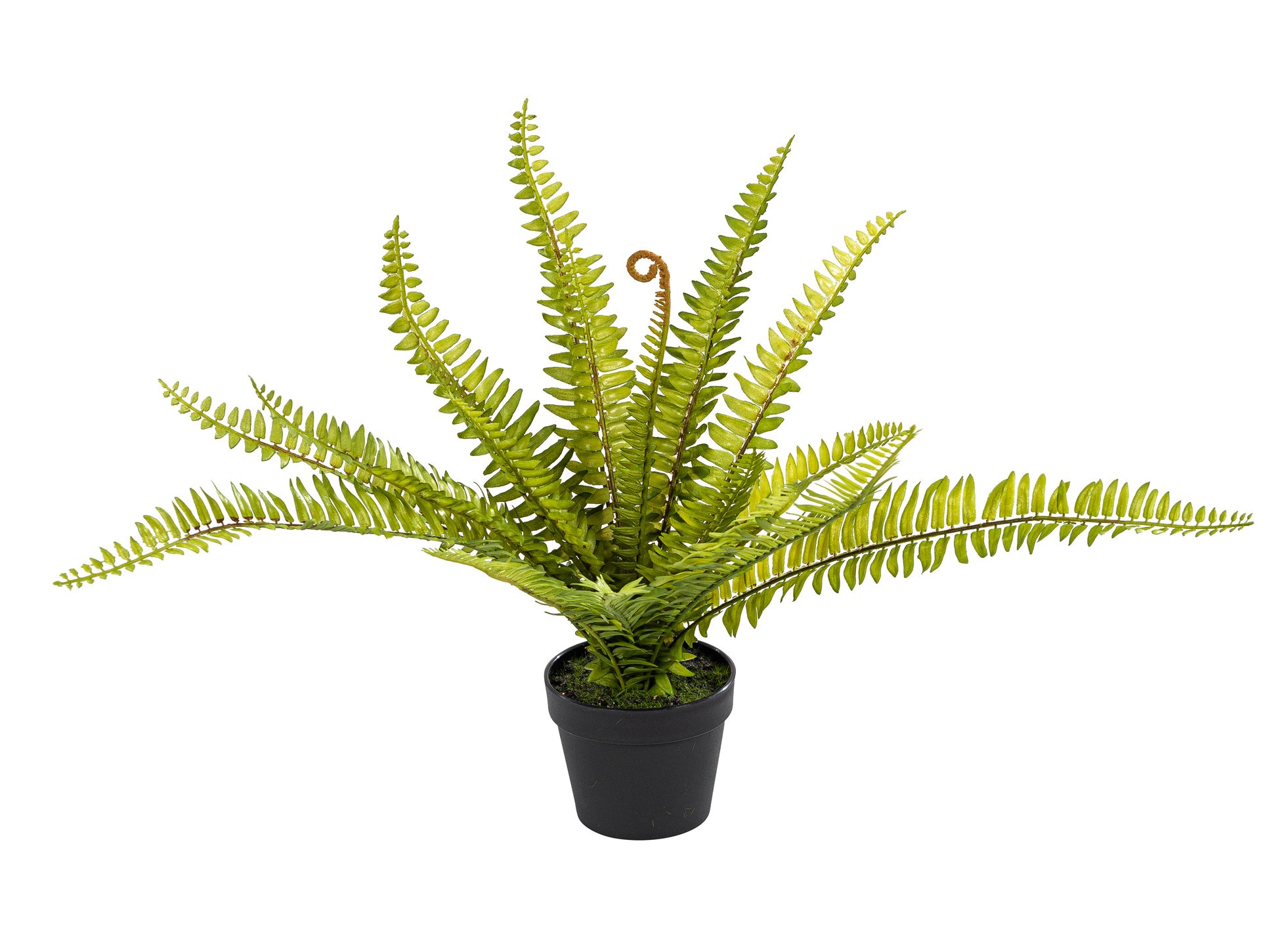 Rippenfarn im Topf 45cm Farbe: grün