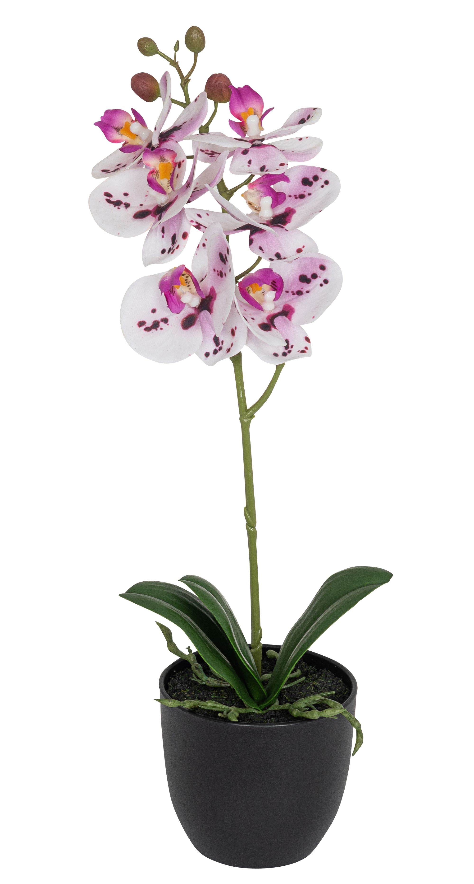 Phalaenopsis im Topf 40cm Blütenkopf Ø ca. 7/8cm Topf: Höhe ca. 8,5cm Ø oben ca. 10cm Ø unten ca. 6,5cm Farbe: lila-weiß