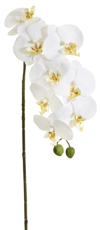 Phalaenopsis x 10 82cm Blütenkopf Ø ca. 7cm Farbe: weiß-gelb