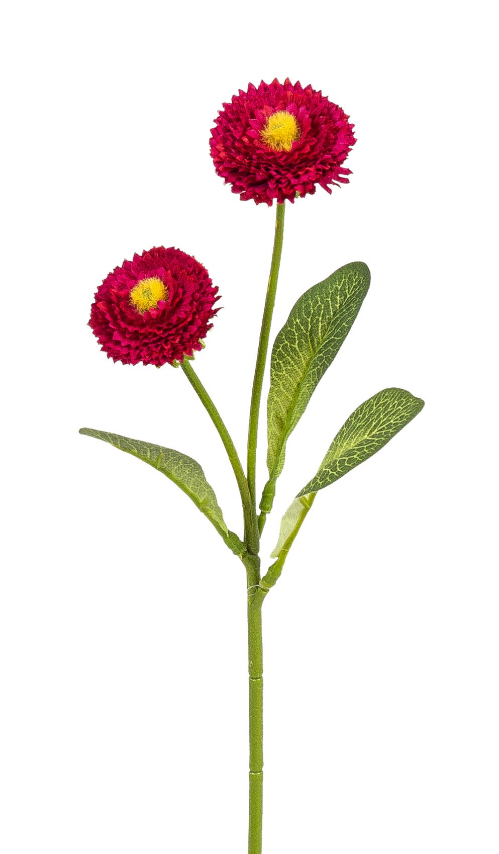 Bellis x 2 28cm Blütenkopf Ø ca. 3,5/4cm Farbe: cerise