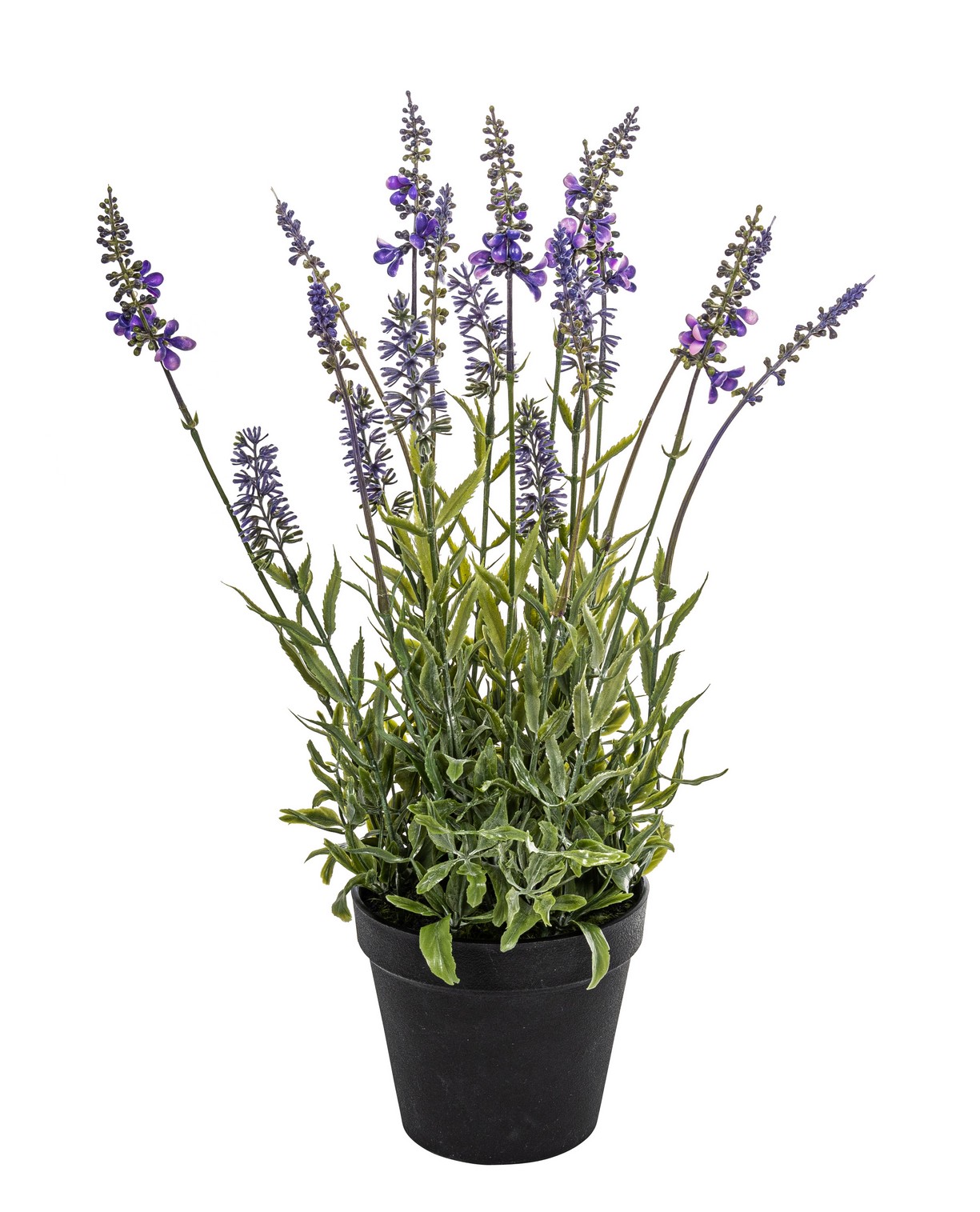 Lavendel x 18 im Topf 43cm Pflanze: Höhe ca. 33cm Topf: Höhe ca. 11cm Ø oben ca. 12,5cm Ø unten ca. 8cm Farbe: lila