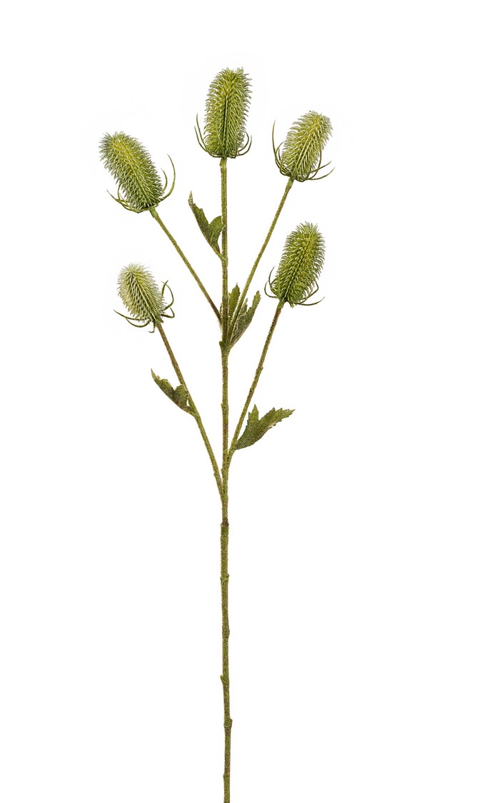 Kardendistelzweig x 5 92cm Blütenkopf Ø ca. 3,5cm Farbe: grün