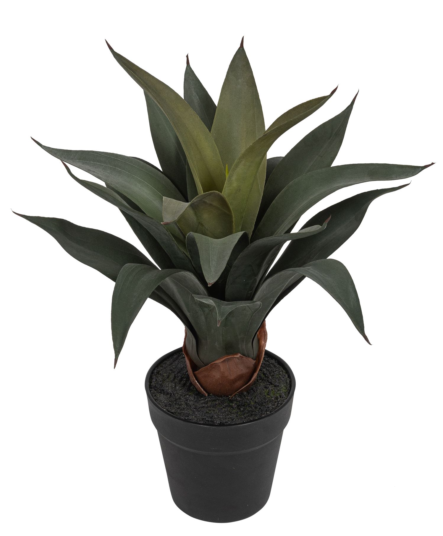 Agave im Topf 45cm Farbe: grün