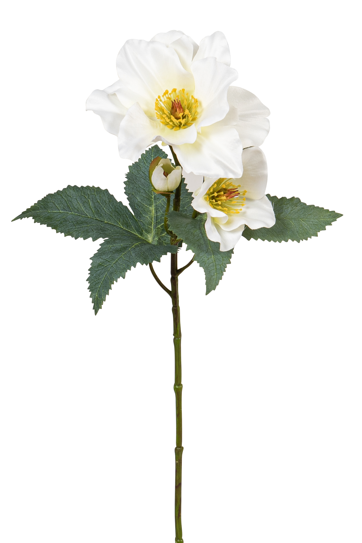 Christrose x 3 52cm Blütenkopf Ø ca. 2/8/13cm Farbe: elfenbein