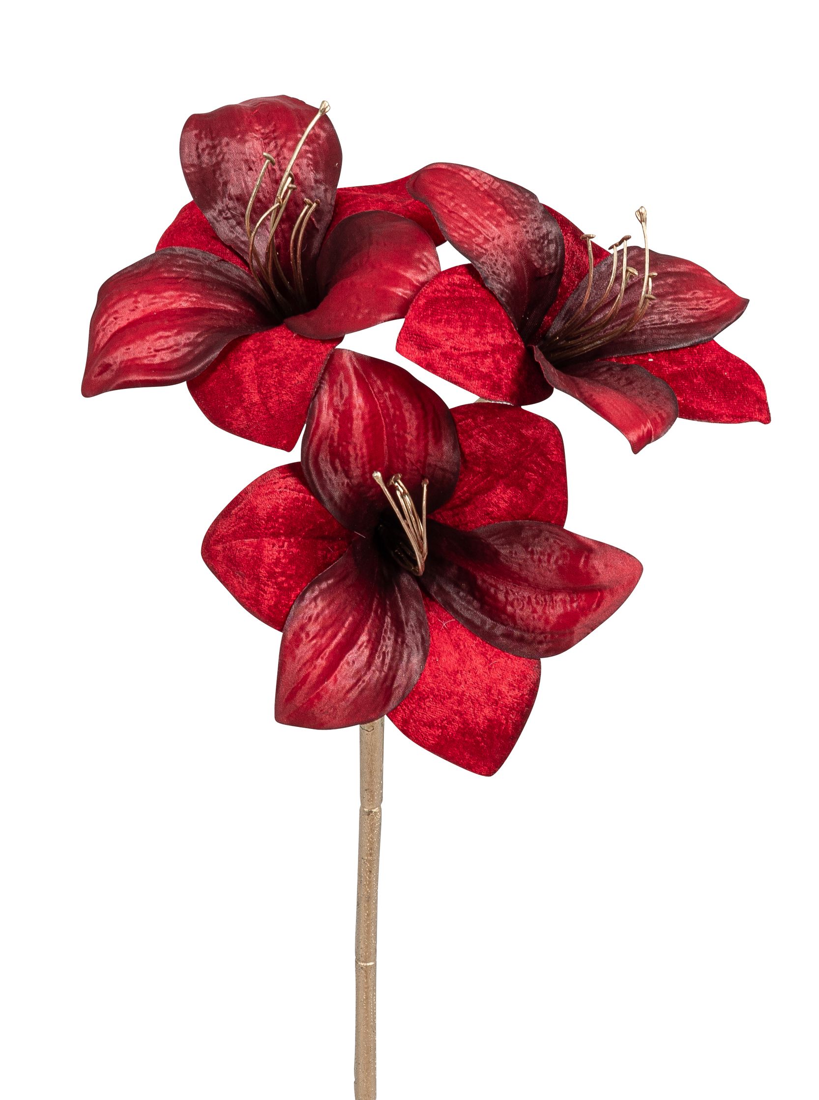 Velvet-Amaryllis x 3 56cm Blütenkopf Ø ca. 16cm Farbe: altrot