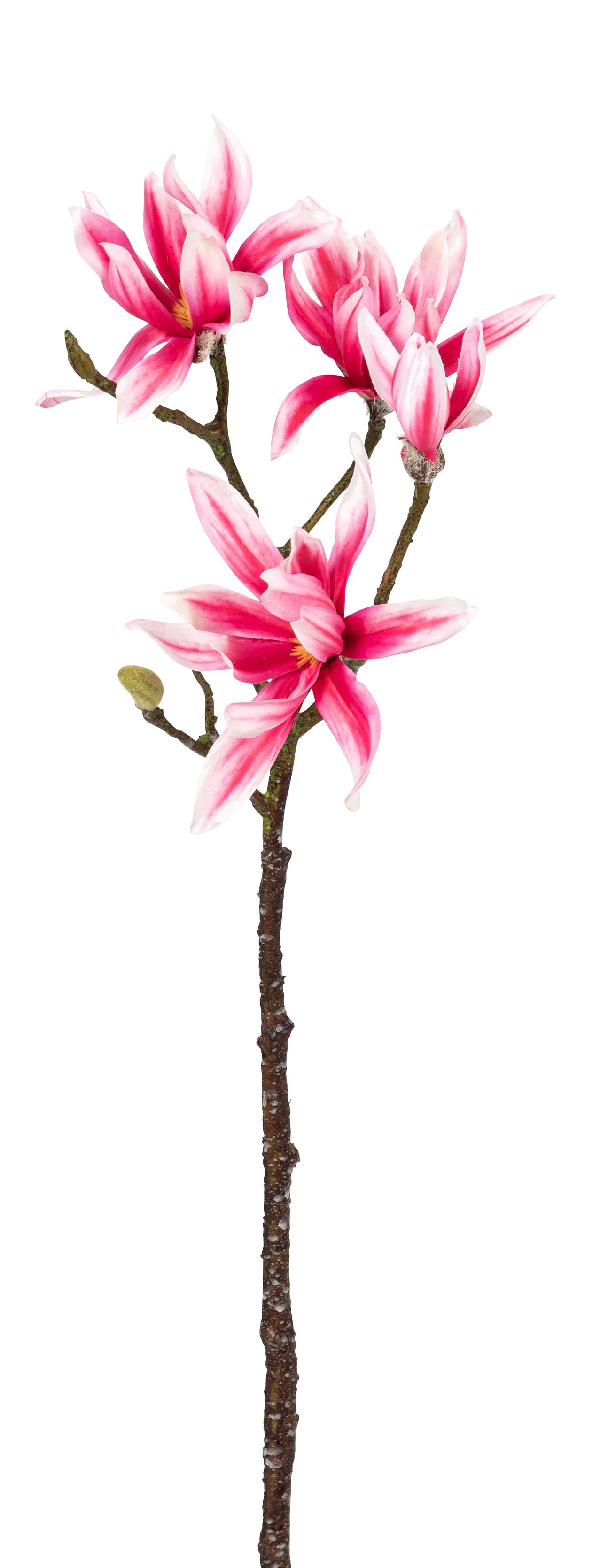 Sternmagnolienast x 4 63cm Blütenkopf Ø ca. 10/13cm Farbe: rosé-weiß