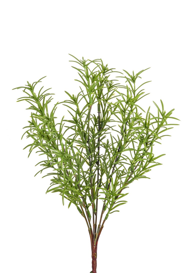 Rosmarinbusch x 6 37cm Farbe: grün