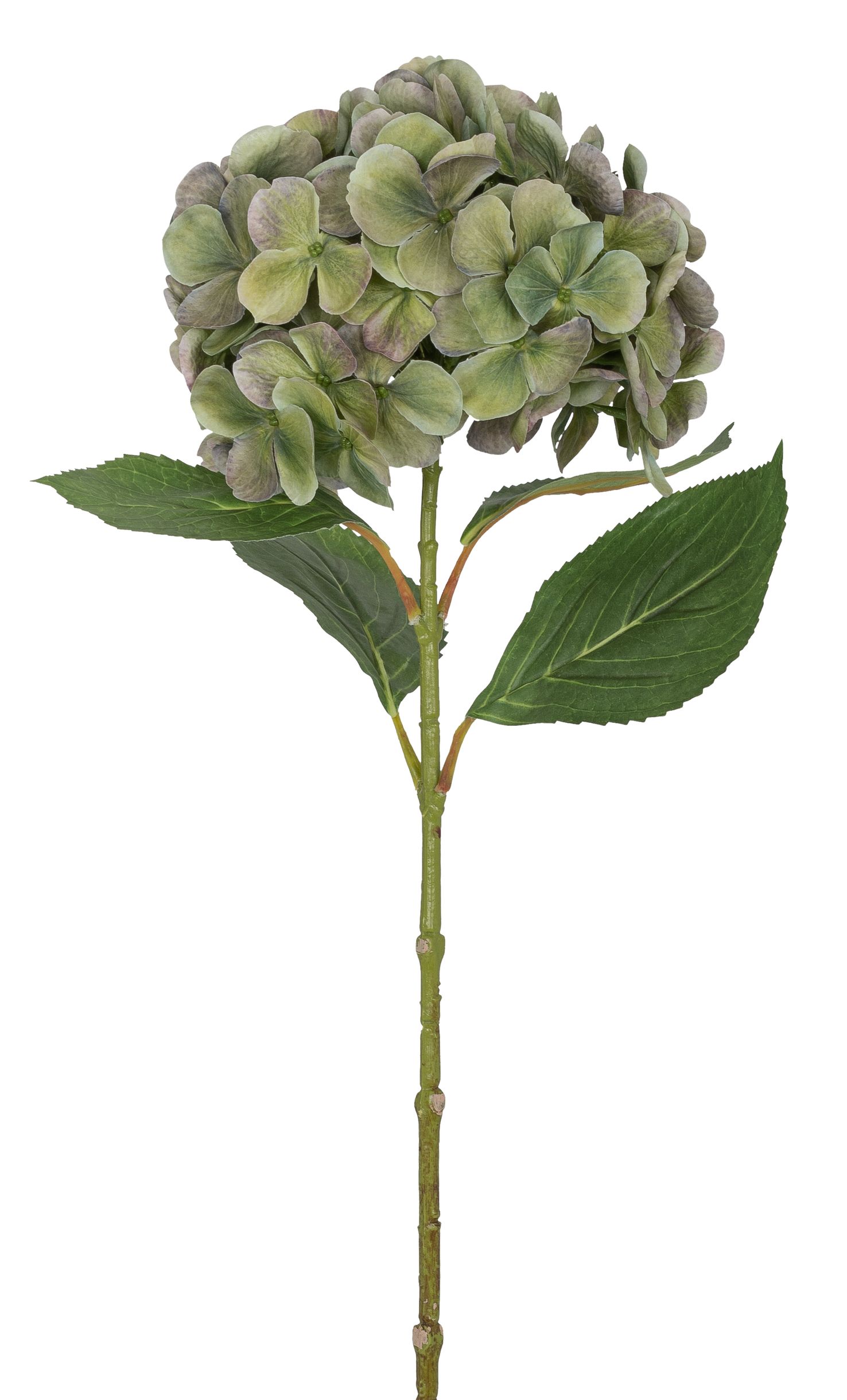 Hortensie 69cm Blütenkopf Ø ca. 18cm Farbe: grün