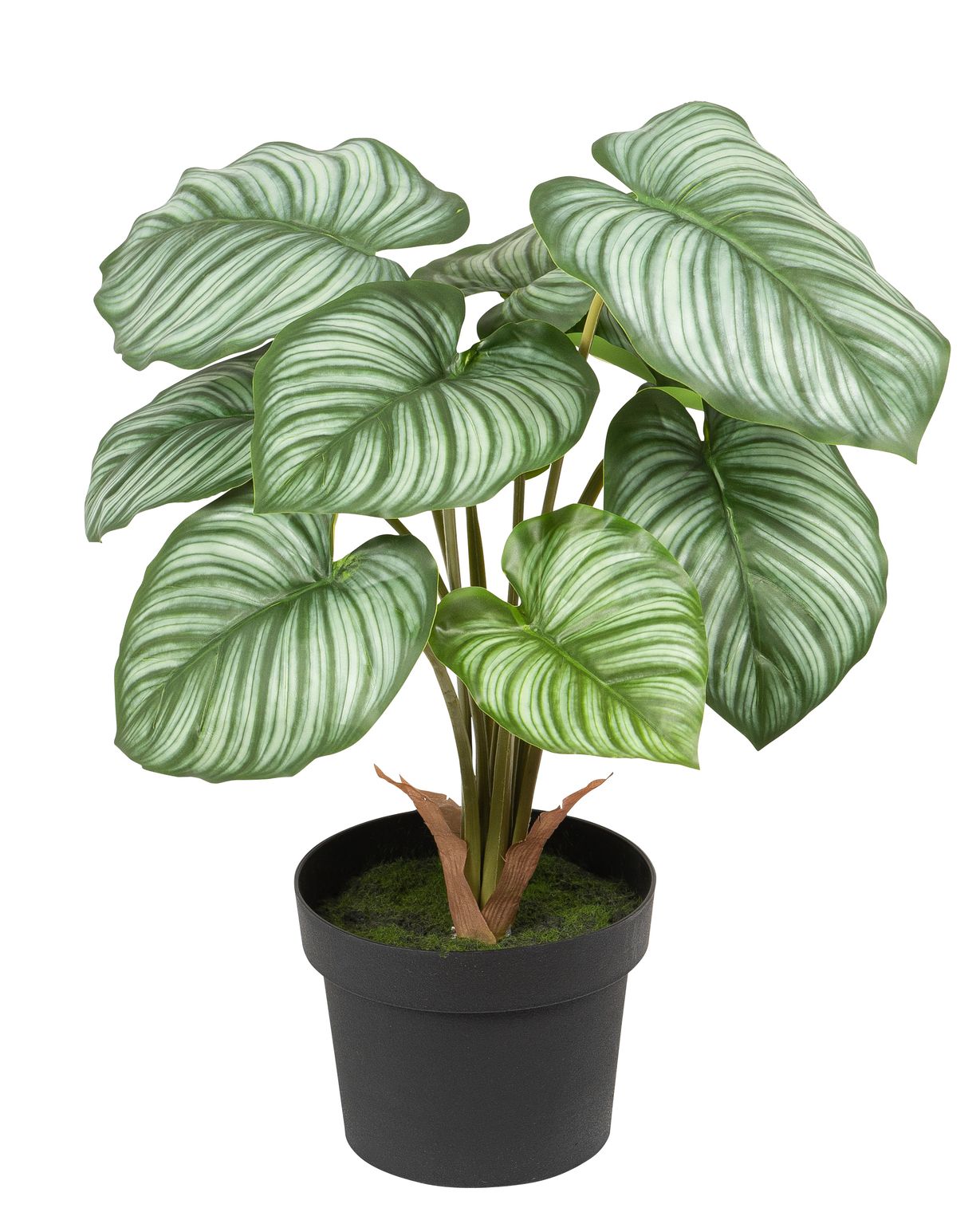 Kalathea x 10 im Topf 43cm Farbe: grün-gemischt