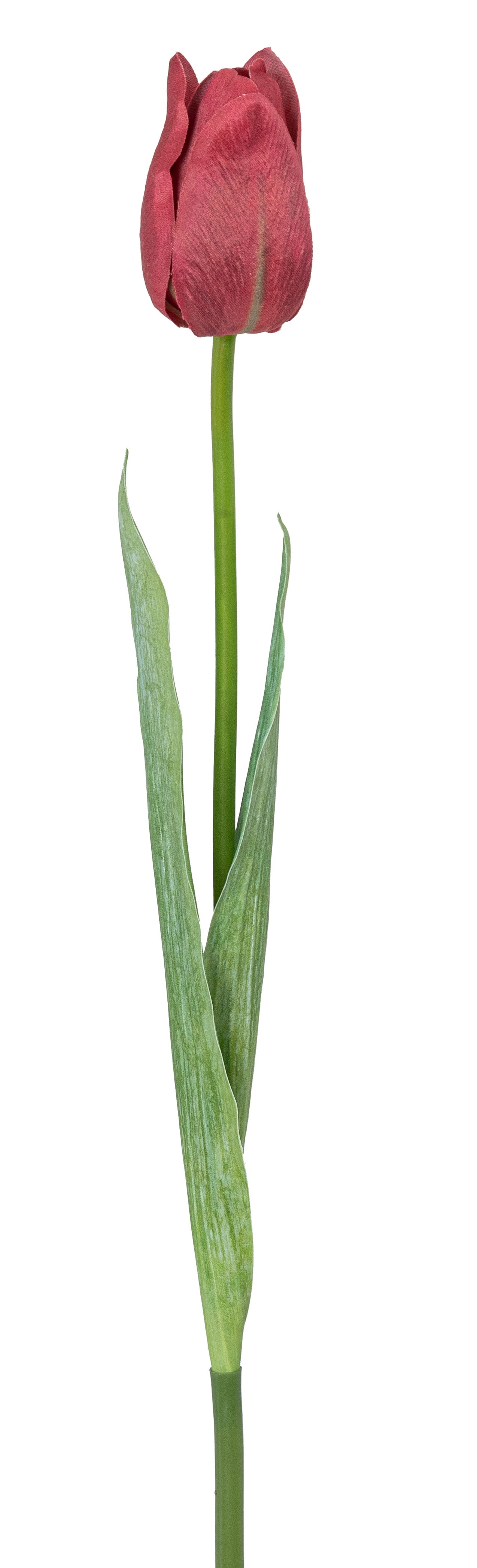 Tulpe 50cm Blütenkopf Ø ca. 4,5cm Farbe: dunkelrot