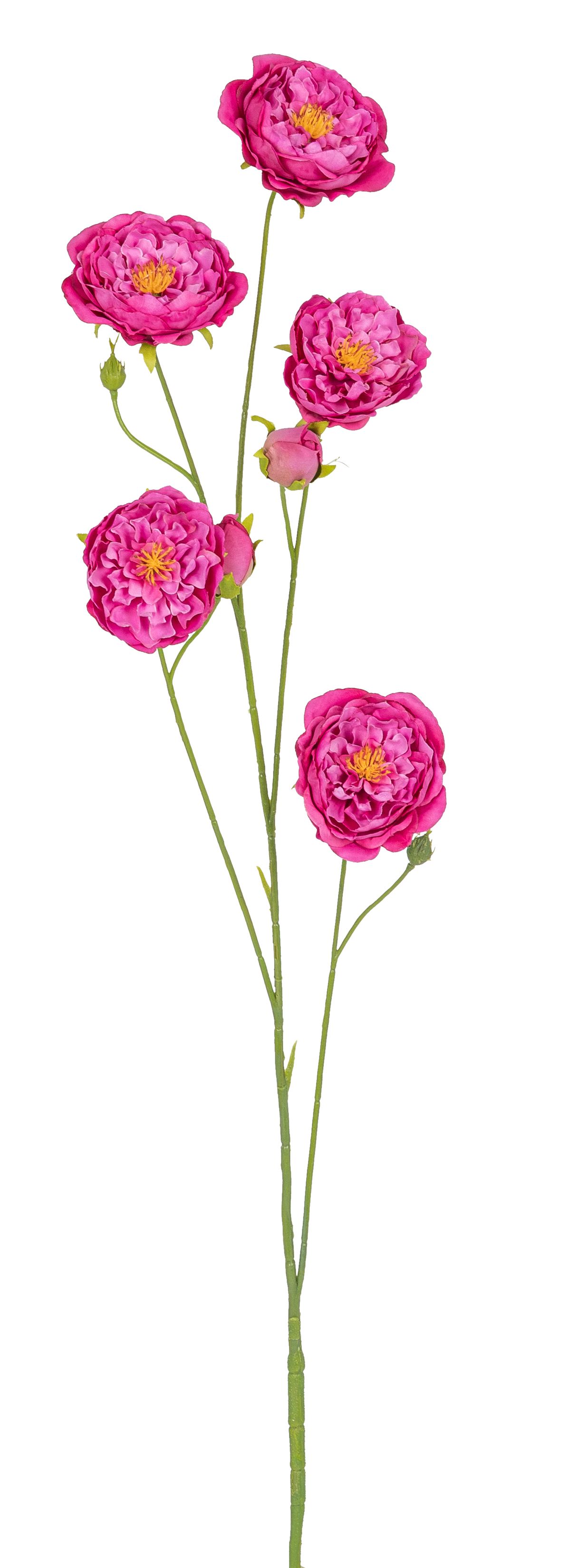 Rosenzweig x 7 89cm Blütenkopf Ø ca. 2,5/6/7,5cm Farbe: cerise