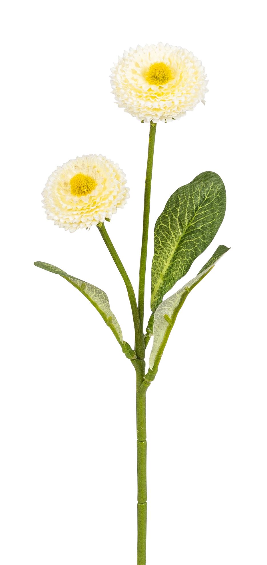 Bellis x 2 28cm Blütenkopf Ø ca. 3,5/4cm Farbe: elfenbein