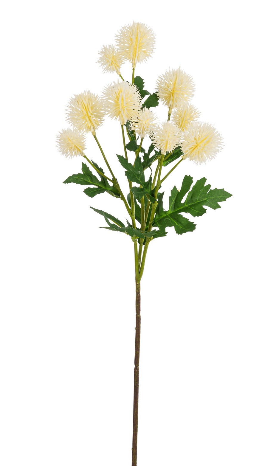 Kugeldistelzweig x 10 57cm Blütenkopf Ø ca. 3/4cm Farbe: elfenbein