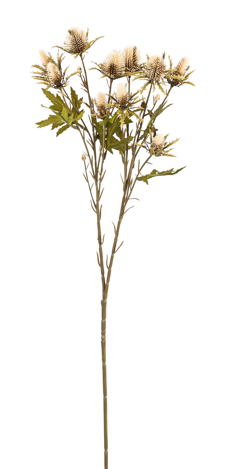 Edeldistelzweig x 10 68cm Blütenkopf Ø ca. 1,5/3cm Farbe: creme