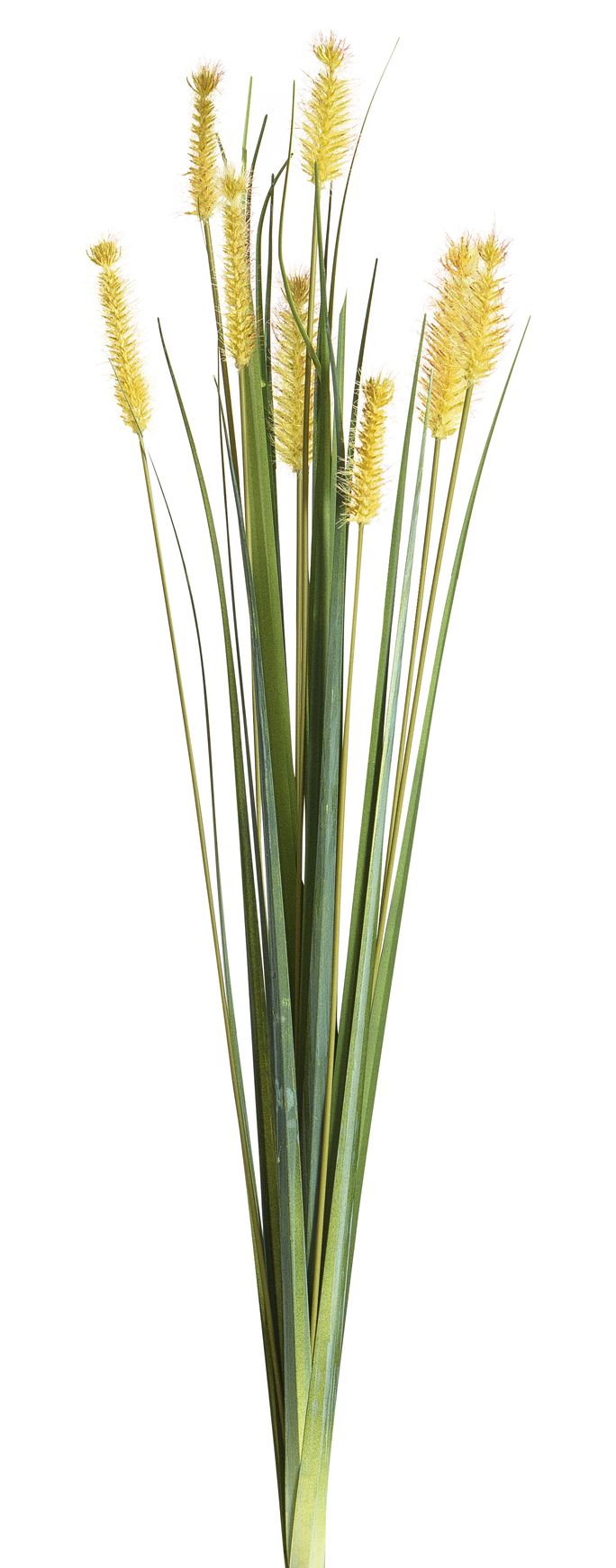 Fuchsschwanzgras x 8 66cm Farbe: gelb-rot