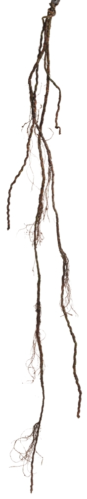 Wurzelranke 120cm Farbe: braun