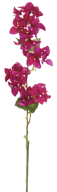 Bougainvillea 4-fach 91cm Farbe: cerise