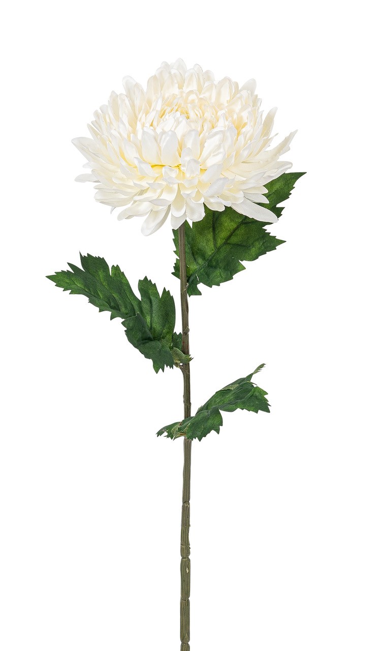 Chrysantheme 75cm Blütenkopf Ø ca. 14cm Farbe: elfenbein