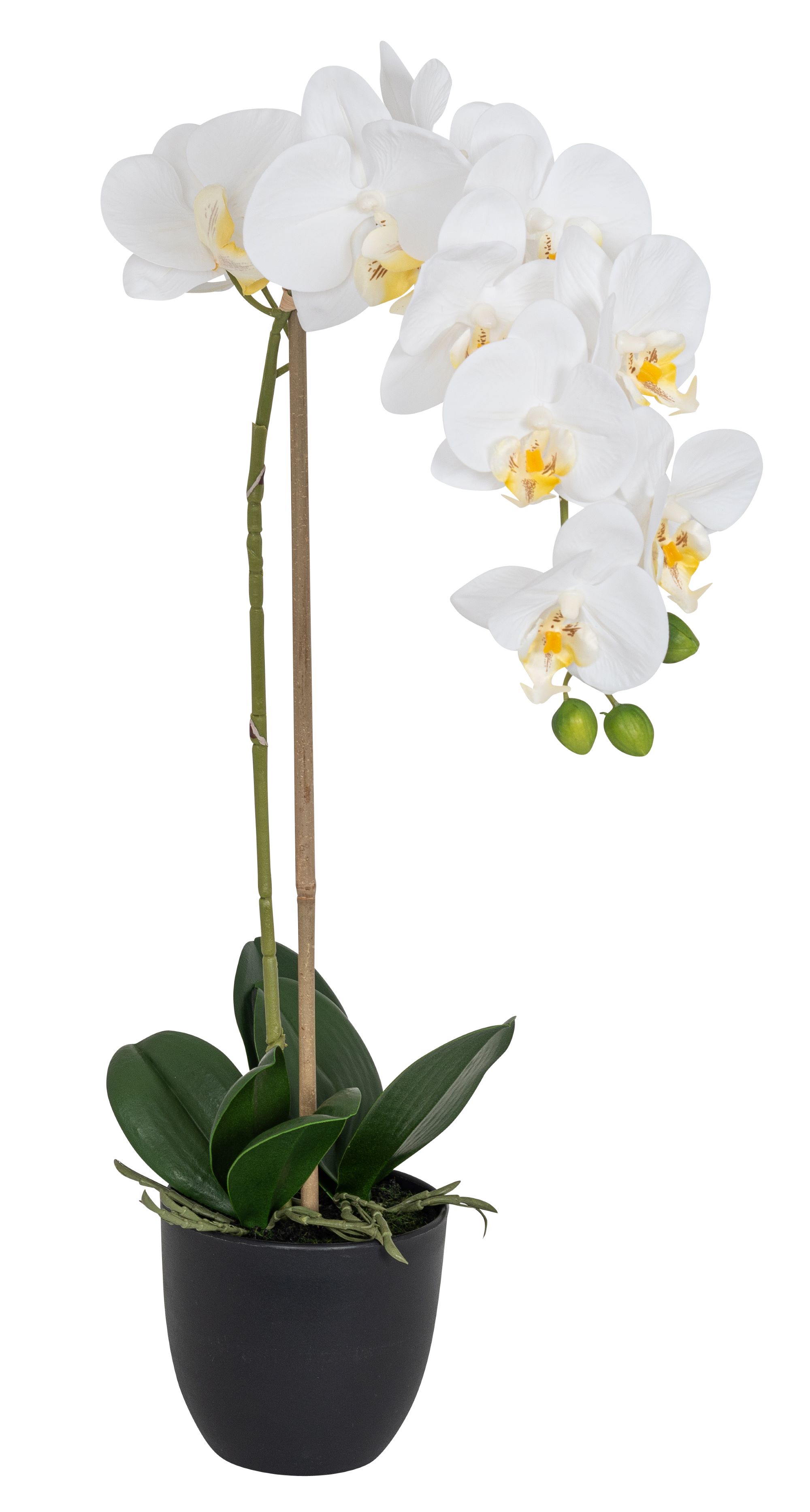Phalaenopsis im Topf 58cm Blütenkopf Ø ca. 8/9cm Topf: Höhe ca. 10,0cm Ø oben ca. 11,0cm Ø unten ca. 6,5cm Farbe: weiß-gelb