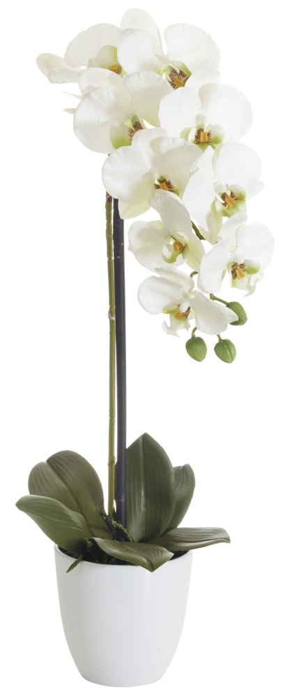 Phalaenopsis im Topf 53cm Blütenkopf Ø ca. 8/9,5cm Topf: Höhe ca. 11,5cm Ø oben ca. 12cm Ø unten ca. 7cm Farbe: weiß-rose