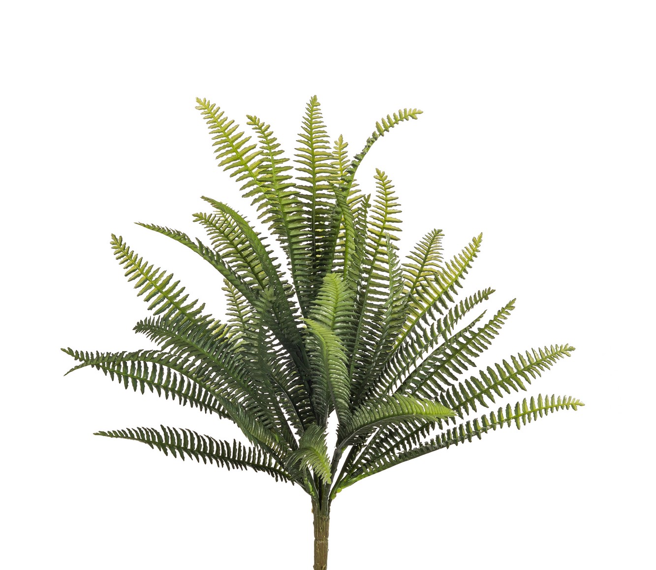 Rippenfarnbusch 40cm Farbe: grün-gemischt