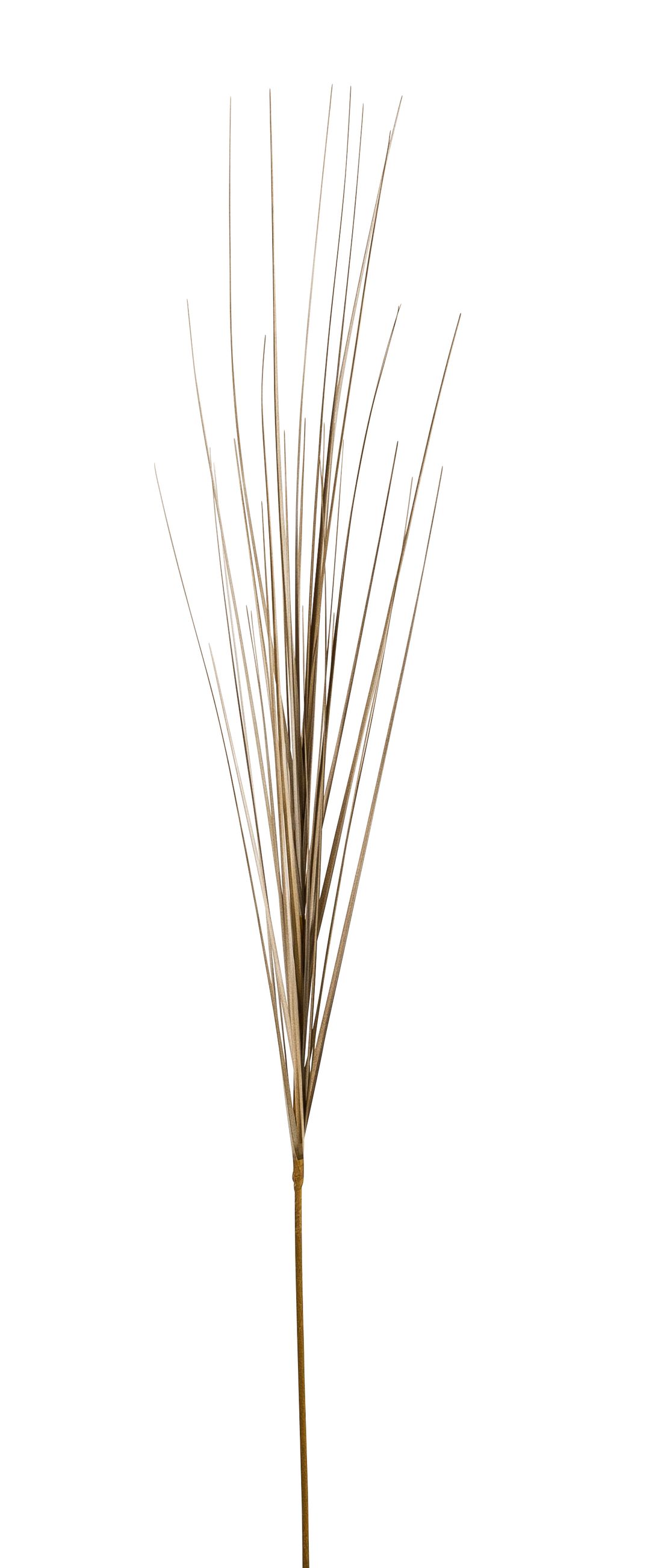 Isolepsisgrasbüschel am Stiel 95cm Farbe: beige