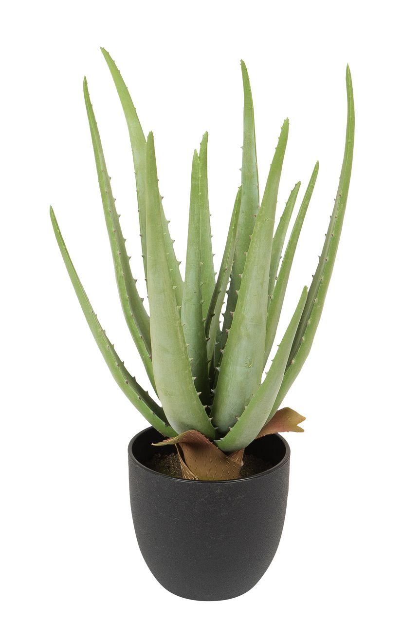 Aloe im Topf 38cm Farbe: grün