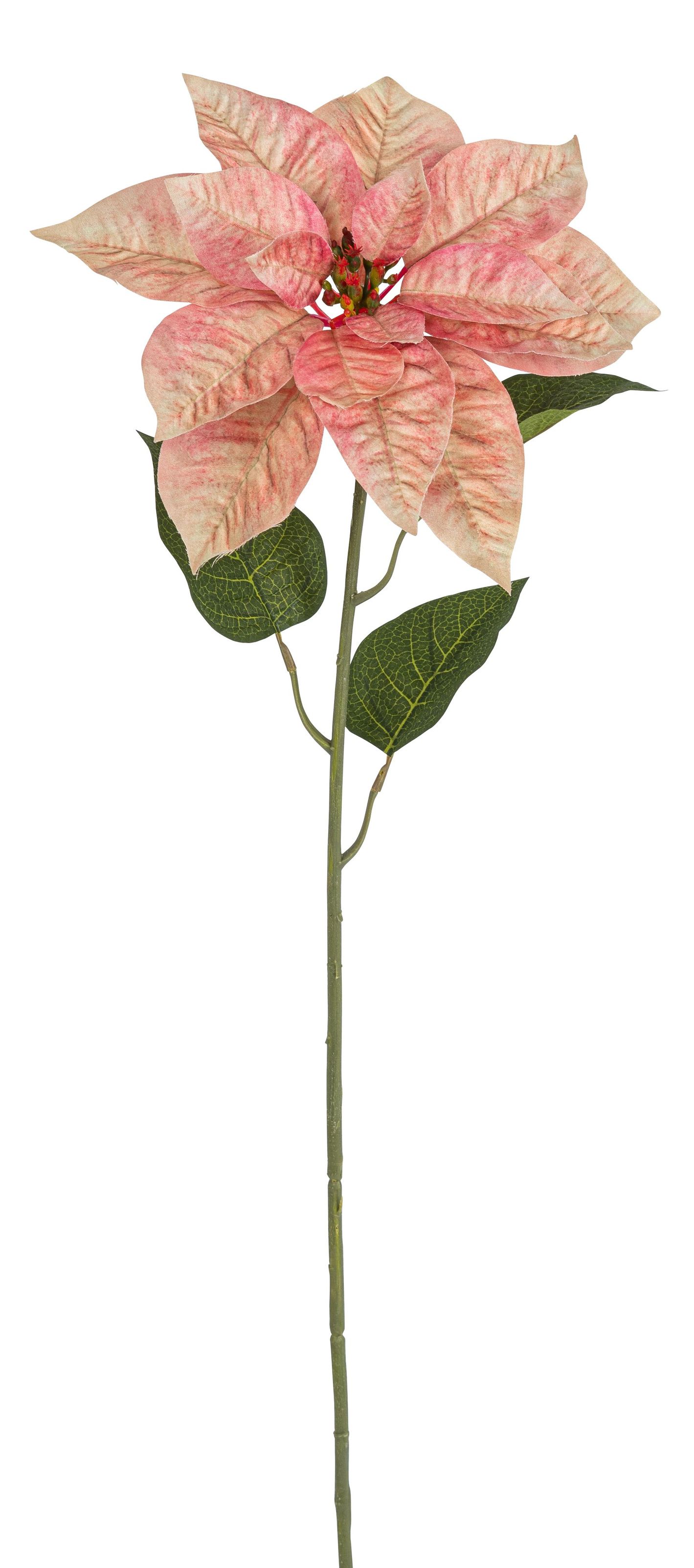 Poinsettia 74cm Blütenkopf Ø ca. 24cm Farbe: lachs-rosé