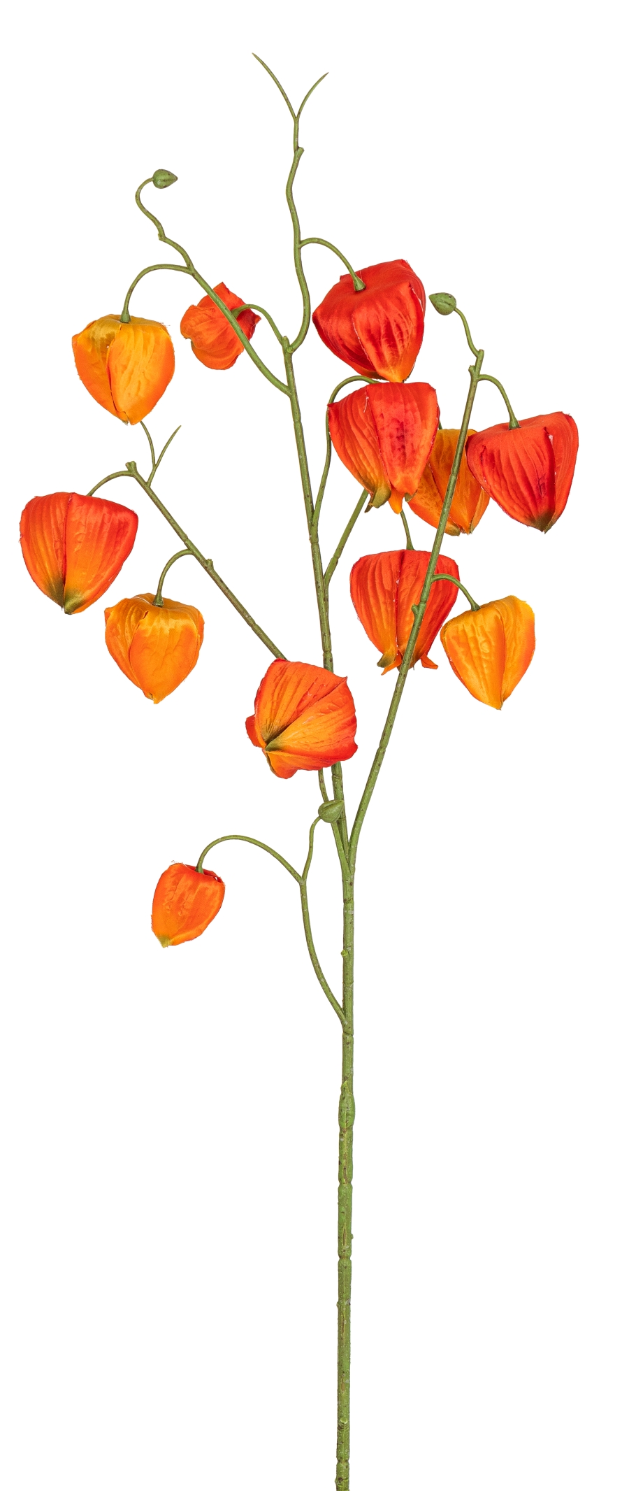 Physalis x 12 79cm Blütenkopf Ø ca. 3/4,5/5cm Farbe: orange