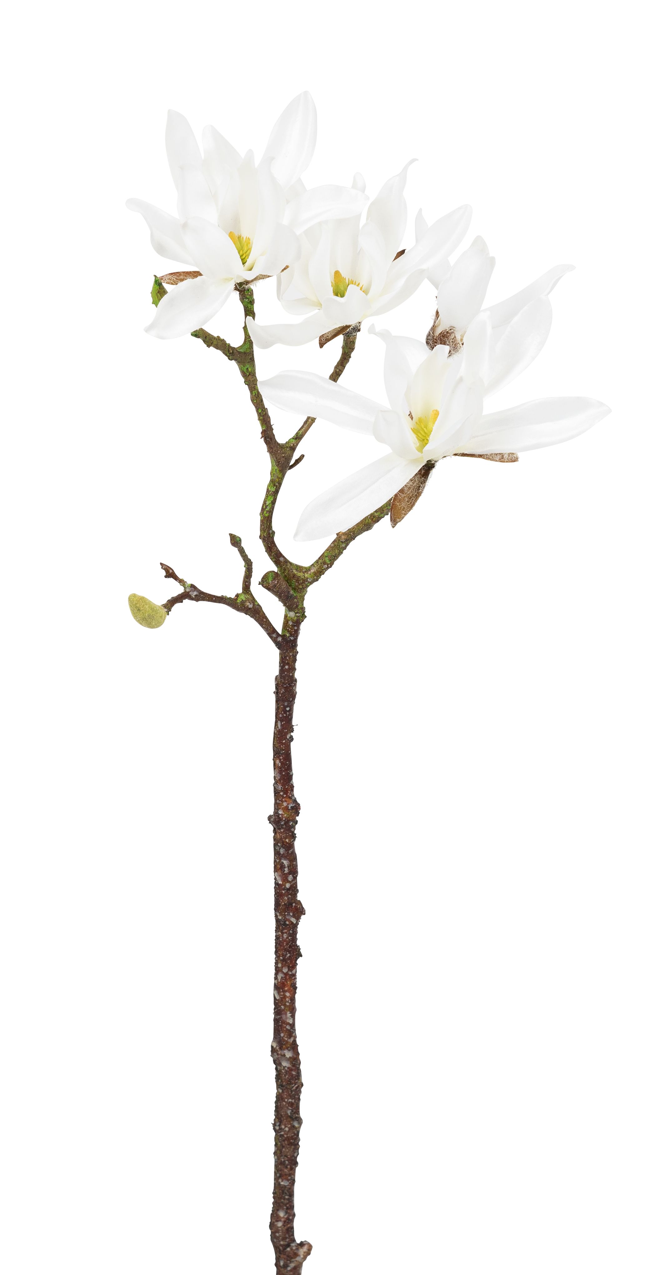 Sternmagnolienast x 4 63cm Blütenkopf Ø ca. 10/13cm Farbe: weiß