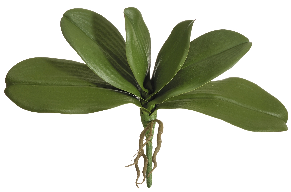 Orchideenblätter x 6 m.W. 26cm Farbe: grün