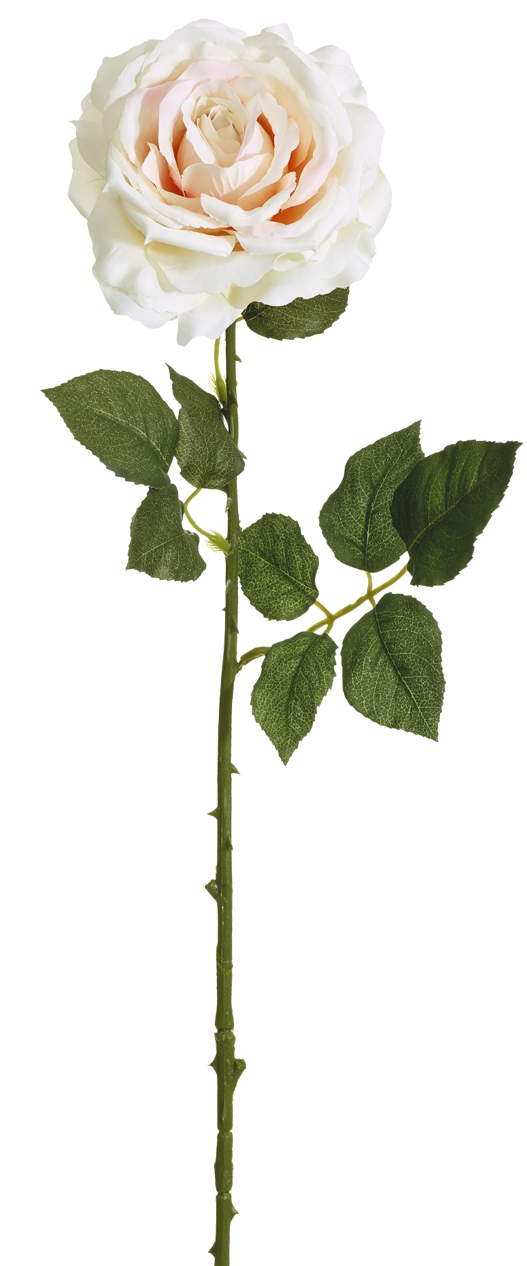 Edelrose 66cm Blütenkopf Ø ca. 13cm Farbe: lachs