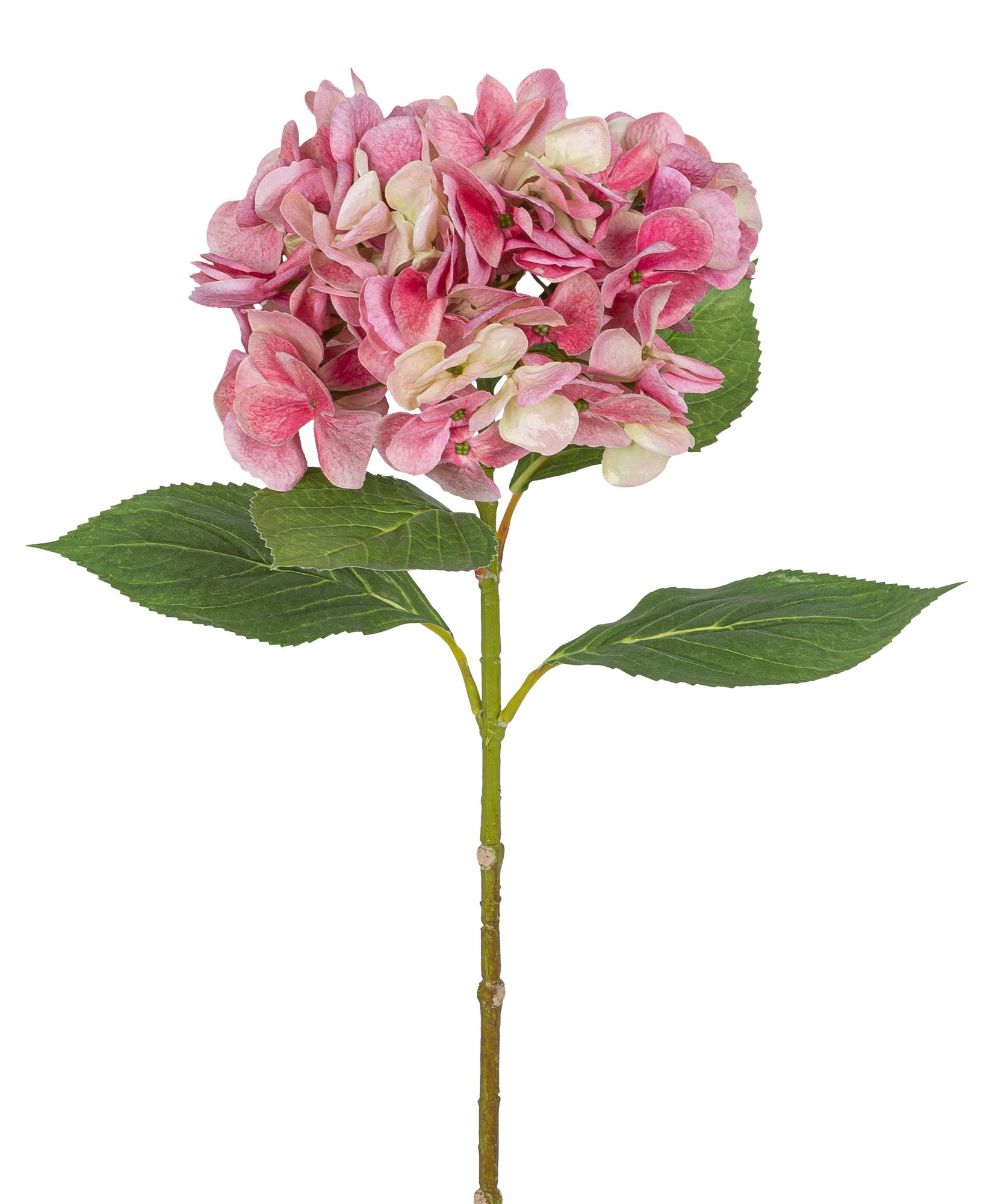 Hortensie 69cm Blütenkopf Ø ca. 18cm Farbe: rosé-gemischt