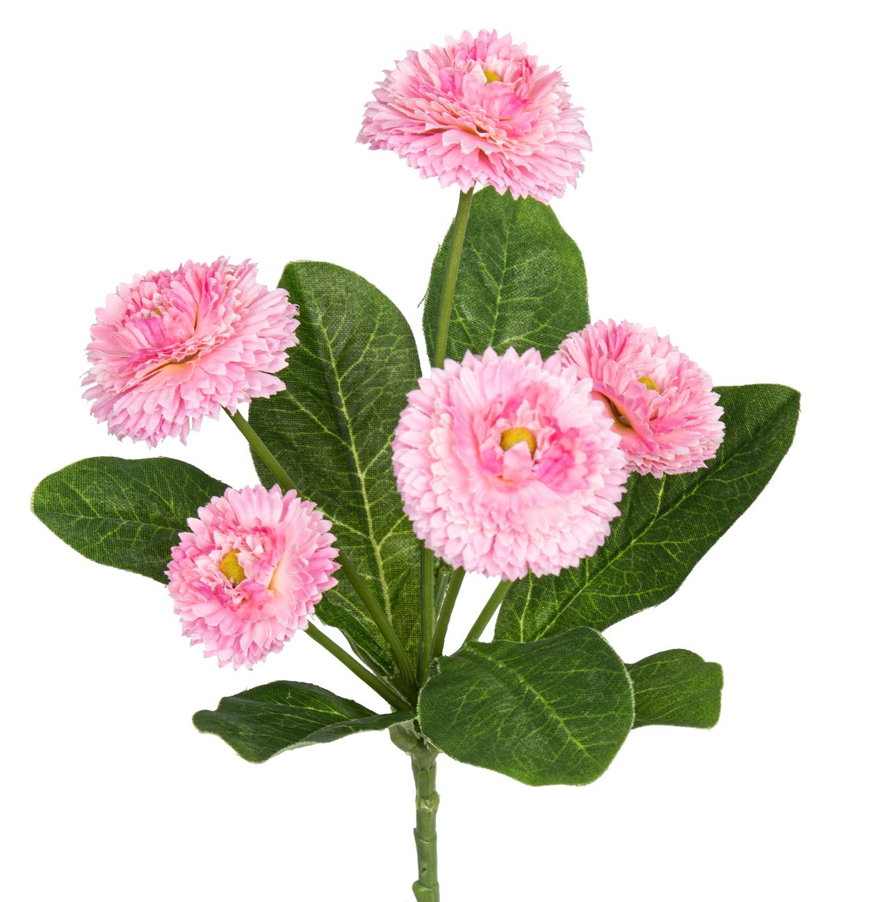Bellisbund x 5 24cm Blütenkopf Ø ca. 3/4cm Farbe: rosé