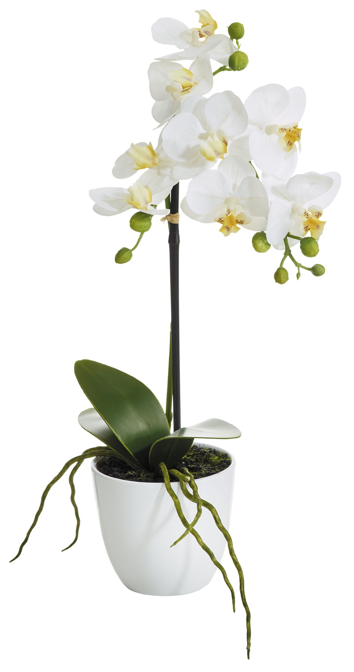 Phalaenopsis im Topf 38cm Blütenkopf Ø ca. 7cm Topf: Höhe ca. 9cm Ø oben ca. 10,5cm Ø unten ca. 6cm Farbe: weiß-gelb