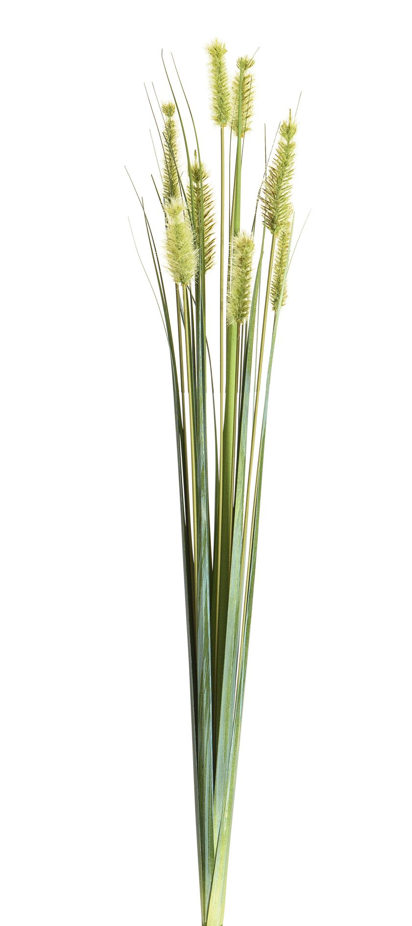 Fuchsschwanzgras x 8 66cm Farbe: hellgrün