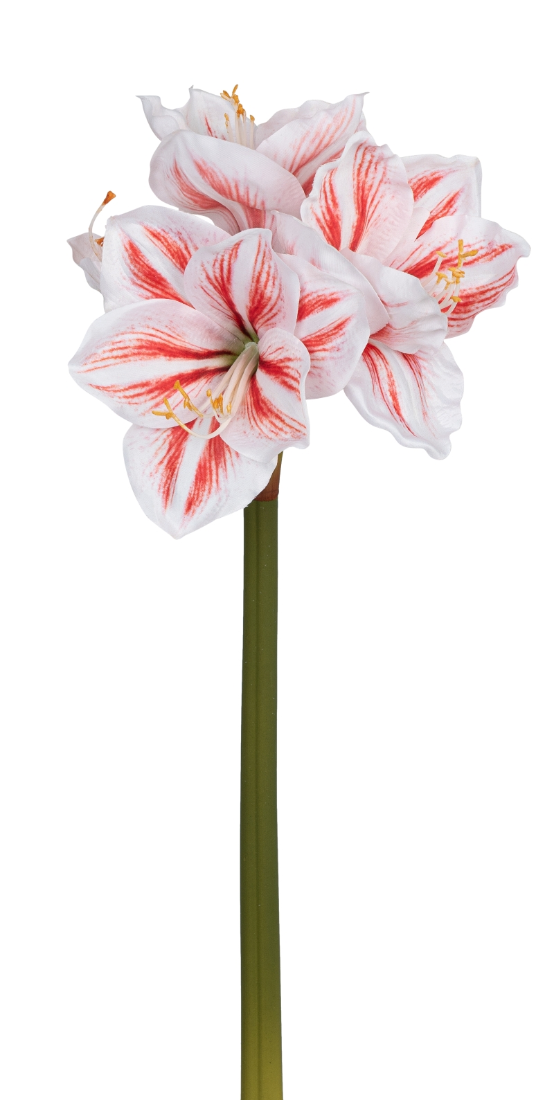 Amaryllis x 4 63cm Blütenkopf Ø ca. 4/14cm Farbe: weiß-rot