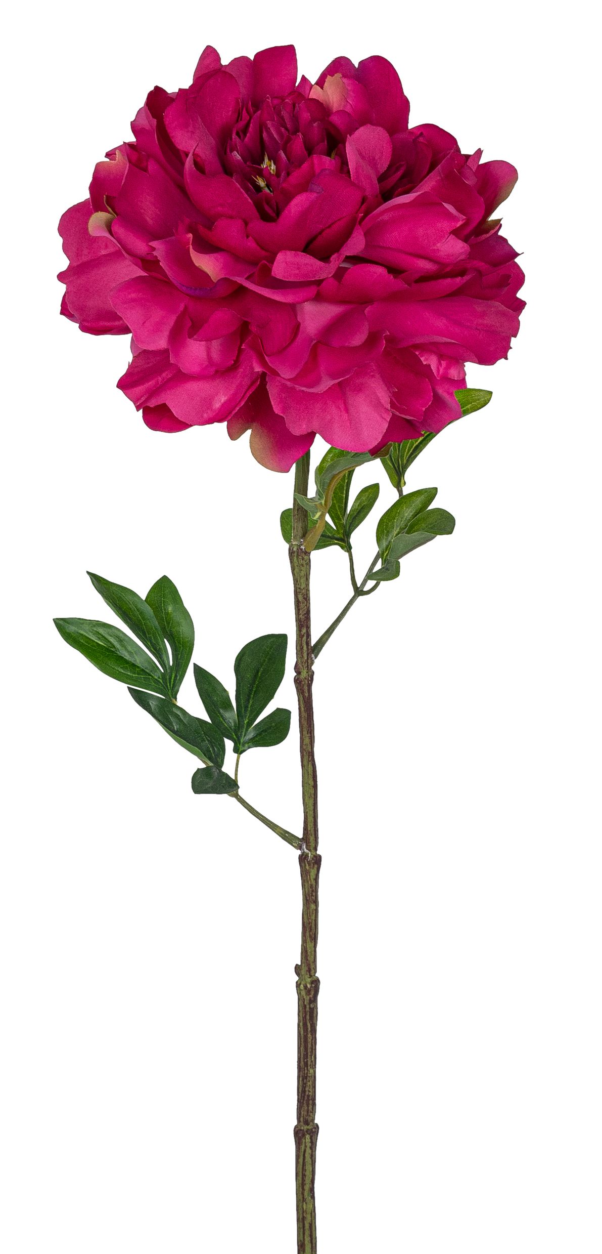 Päonie 74cm Blütenkopf Ø ca. 16cm Farbe: weinrot