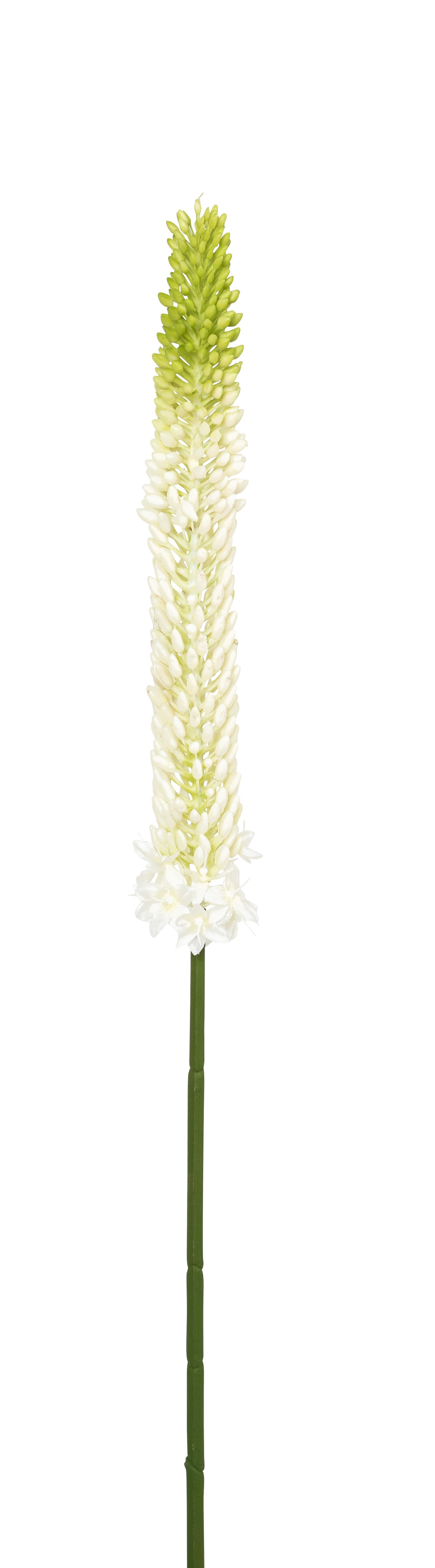 Eremurus 87cm Farbe: weiß