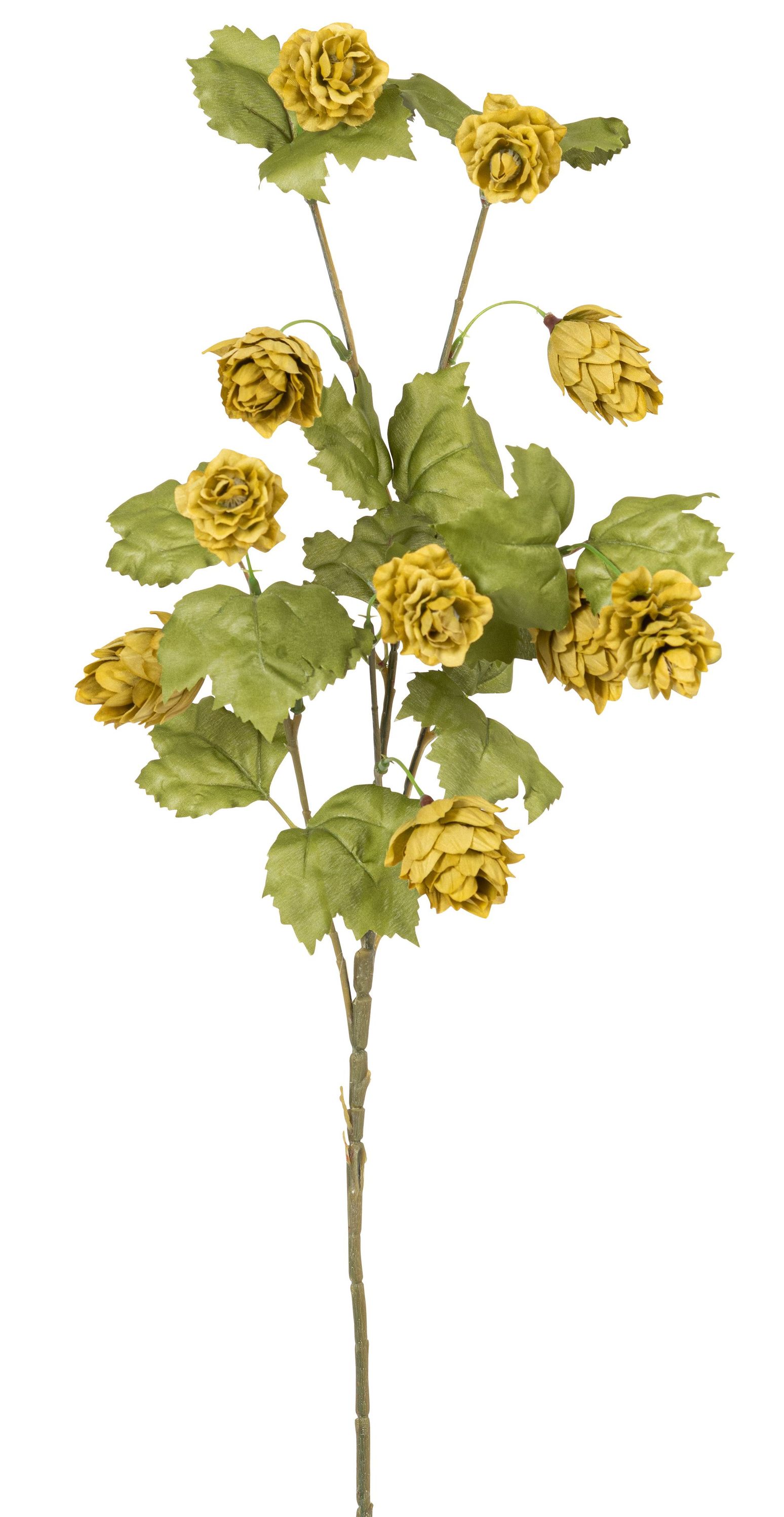 Hopfenzweig x 10 79cm Blütenkopf Ø ca. 3,5cm Farbe: grün