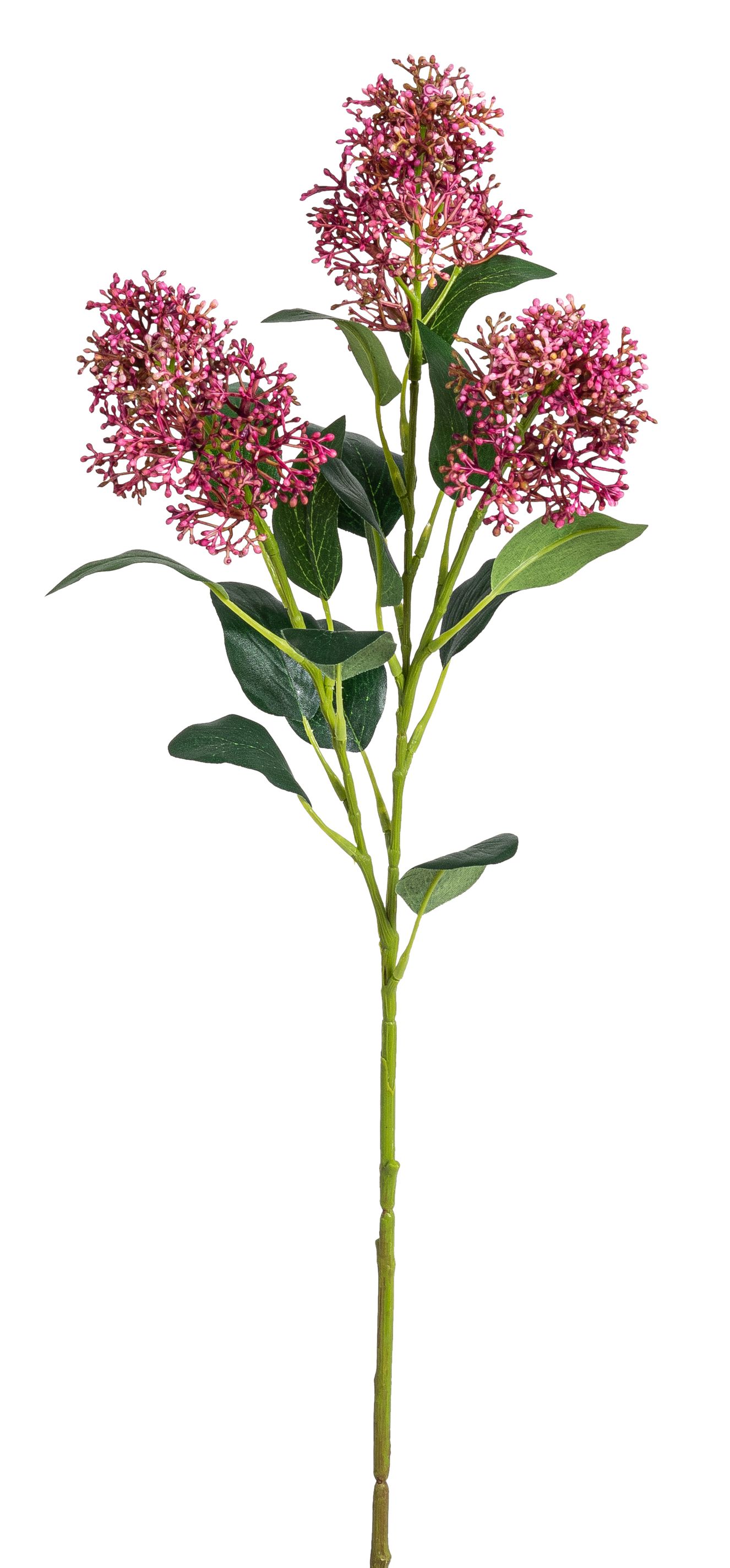 Aglaia x 3 69cm Farbe: cerise