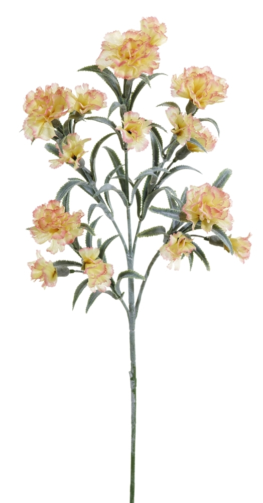 Nelkenzweig x 15 72cm Blütenkopf Ø ca. 3/4cm Farbe: gelb-rosé