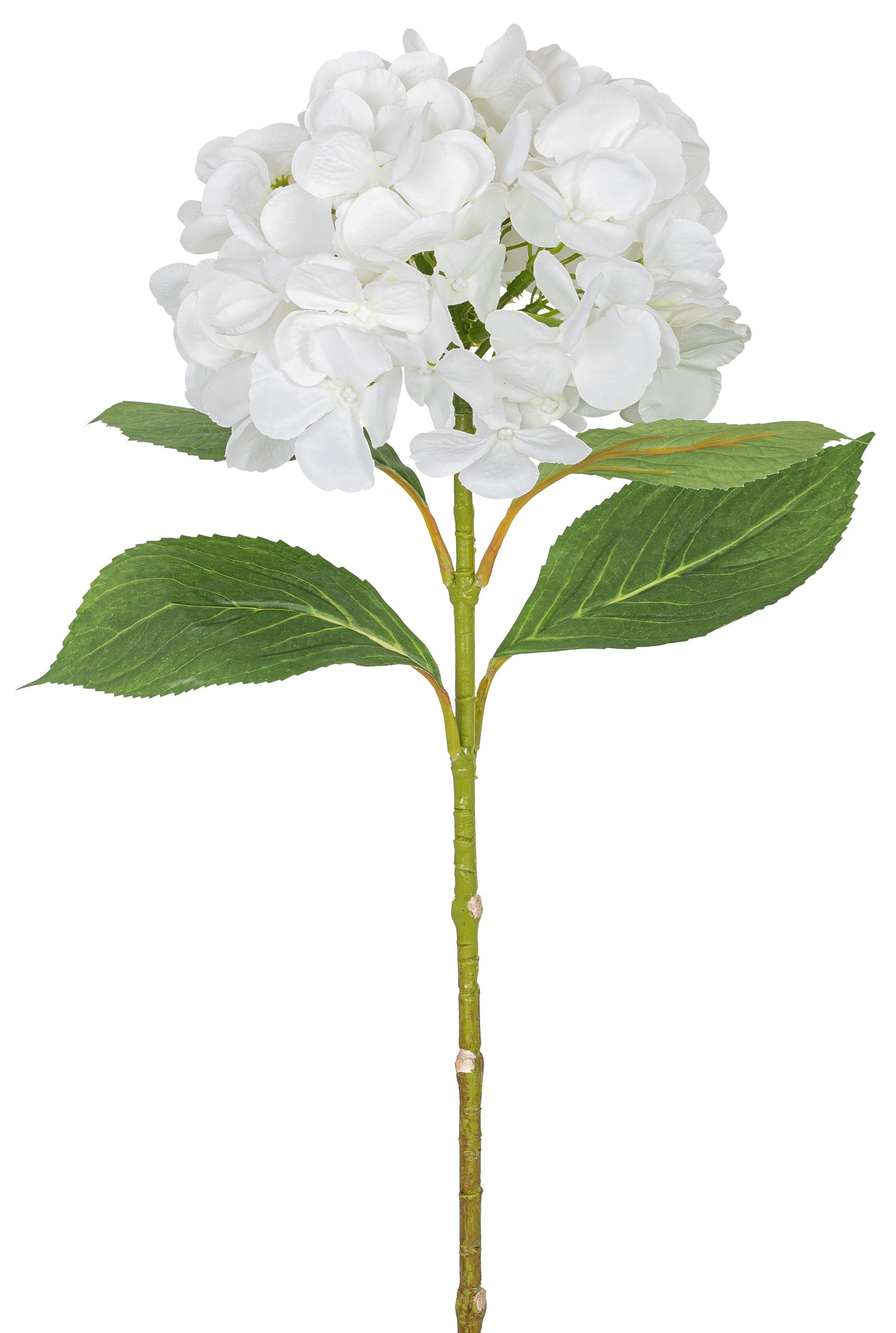 Hortensie 69cm Blütenkopf Ø ca. 18cm Farbe: weiß