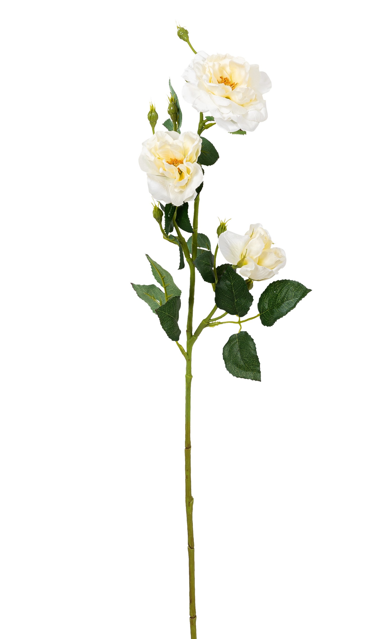 Heckenrosenzweig x 3 68cm Blütenkopf Ø ca. 5/8/9cm Farbe: elfenbein