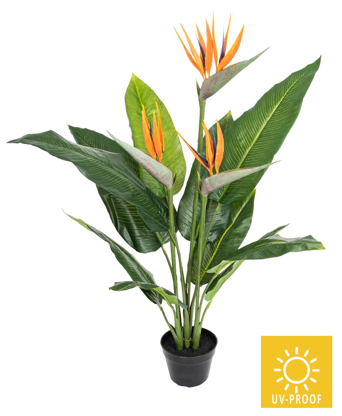 Strelitzie UV 3-fach im Topf 90cm Topf: Ø 14cm Höhe 11cm Farbe: orange