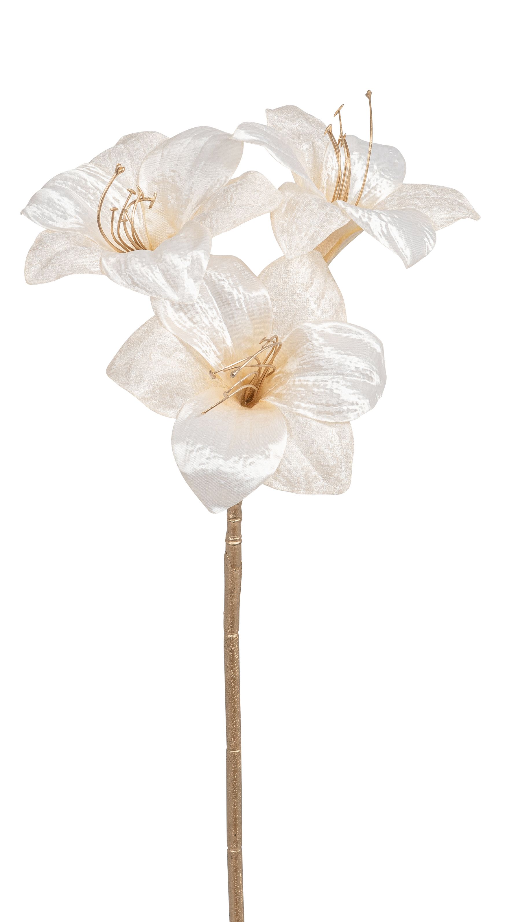 Velvet-Amaryllis x 3 56cm Blütenkopf Ø ca. 16cm Farbe: creme