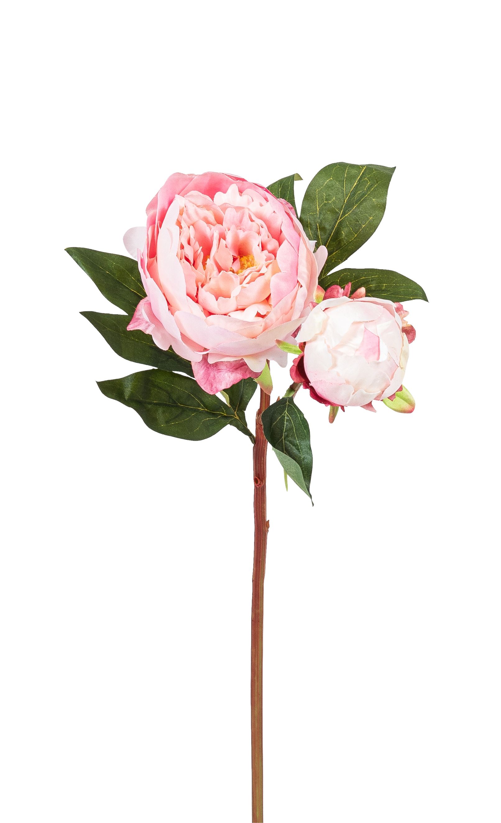 Päonie x 2 57cm Blütenkopf Ø ca. 11cm Farbe: rosé